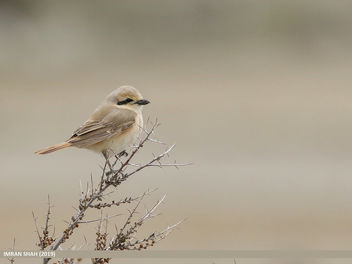 Rufous-tailed Shrike (Lanius isabellinus) - image #460897 gratis
